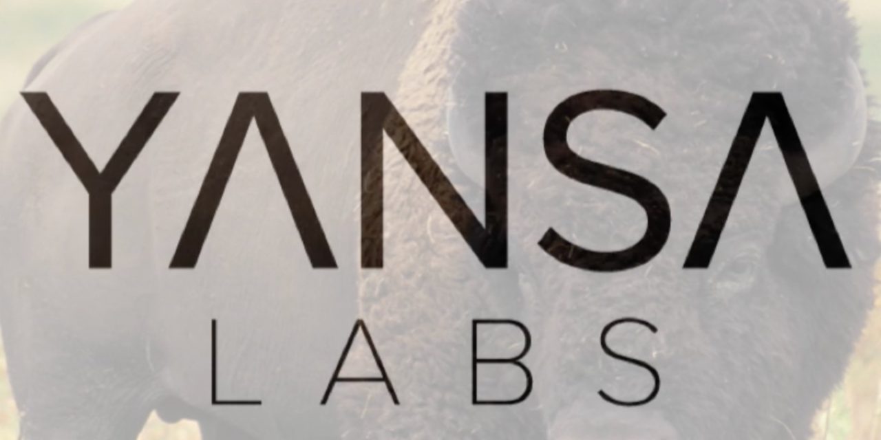 My new ServiceNow Adventure: Yansa Labs
